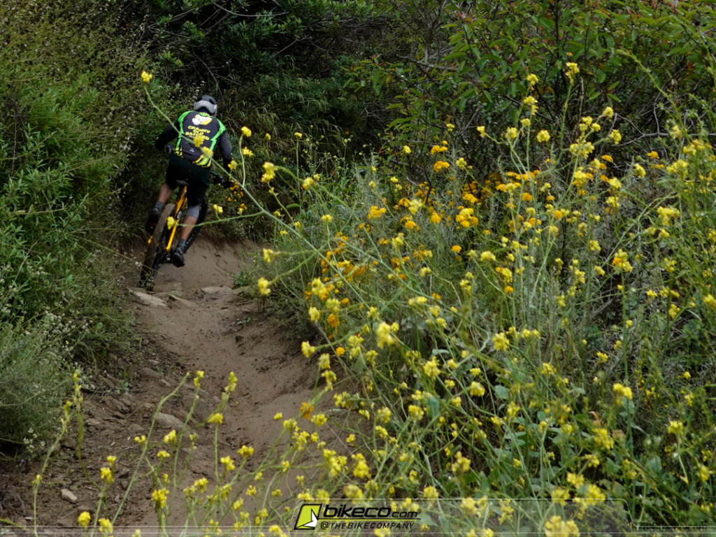 Nukeproof Reactor 290 descending The Luge in green terrain with yellow flowers.